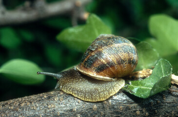 Escargot gros gris, Helix aspersa maxima