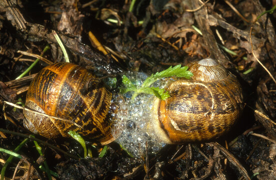 Escargot gros gris, Helix aspersa maxima, accouplement