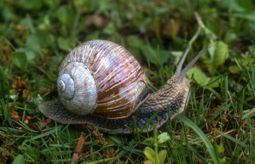 Escargot de Bourgogne; helix pomatia