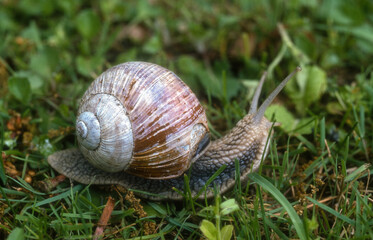 Escargot de Bourgogne; helix pomatia