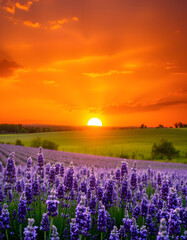 Fototapeta premium Gorgeous golden sunset glowing above a fragrant lavender meadow, digital art. with white shades