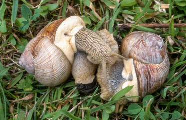 Escargot de Bourgogne; helix pomatia, accouplement