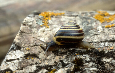 escargot des jardins, Cepaea hortensis