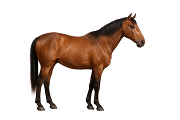 Fototapeta premium Side view of a brown horse