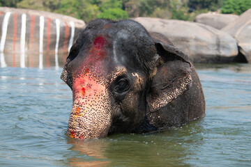 Indian elephant taking a bath at the Tungabhadra river in Hampi, Karnataka in India