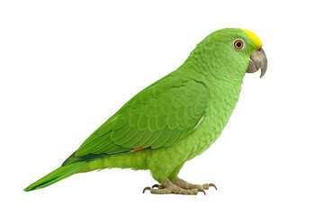 Side view of a green parrot