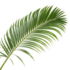 Obraz premium Palm frond isolated on a transparent background