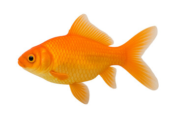 Bright orange goldfish side view