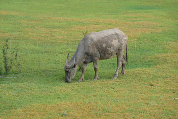 Thai buffalo at countryside
