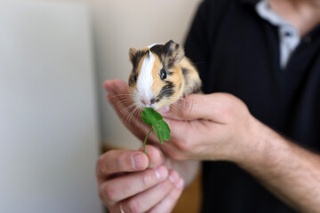 People take care of the guinea pig and play with it.