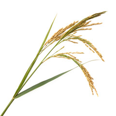 Rice stalk isolated on a transparent background