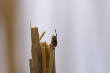 Tick on the grass. Ixodes ricinus, ixodida, dangerous parasite.	