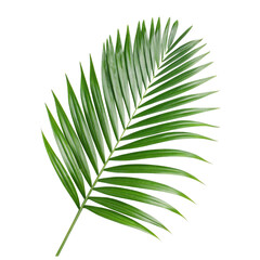 Fototapeta premium Green Palm Leaf Isolated PNG or JPEG Background