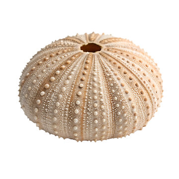 Sea urchin shell isolated on a transparent background