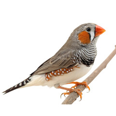 Zebra Finch Bird Close-Up isolated PNG or Transparency Background