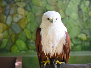 Eagle at Kuala Lumpur Bird Park, Malaysia.