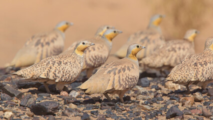 Spotted Sandgrouse (Pterocles senegallus) a group of males and females together in the stony desert region of southern Morocco.