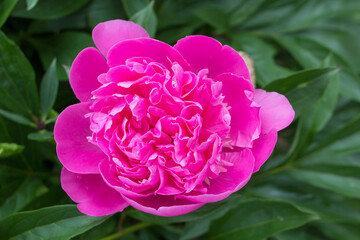 A peony blooms in the garden, one pink flower bloomed in the summer