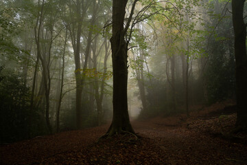 Mystical forest in dense fog with towering trees