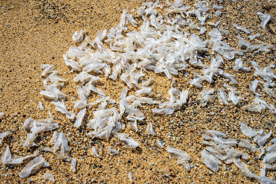 View of a mass of dried Velella velella jellyfish on the beach of Spiaggia di Piscinas, Sardinia, Italy
