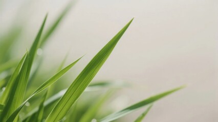 Fototapeta premium Fresh green grass blades with intricate texture, symbolizing nature's delicate beauty and vitality