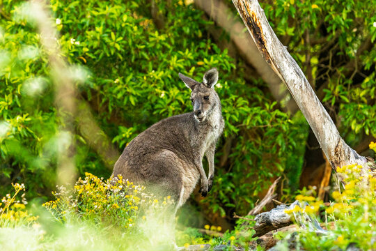 Fototapeta Kangaroo in Vibrant Australian Forest Landscape