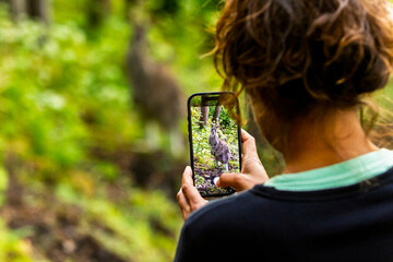 Capturing Wildlife, Woman Photographs Kangaroo in Victoria