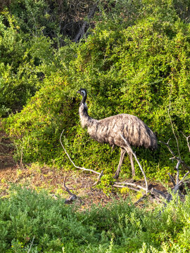 Emu Strolling in Lush Greenery Under Sunlight in Victoria, Australia
