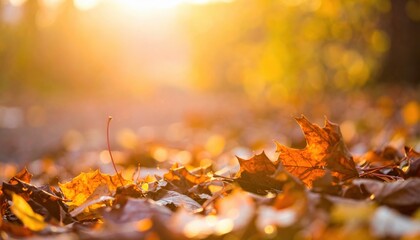 Autumn leaves falling on forest floor at sunset peaceful nature scene with warm bokeh effect