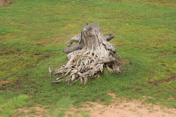 root of dead tree stump