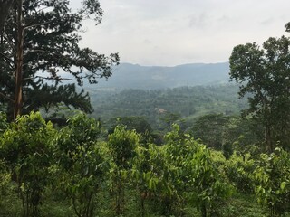 Green Nature | sri lanka