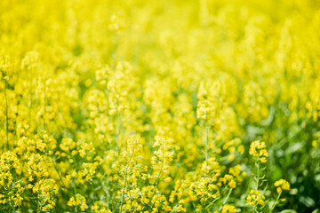 landscape with a blooming rapeseed field