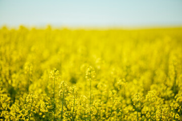 landscape with a blooming rapeseed field