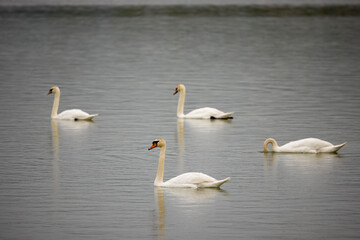 Swans on a lake on a cloudy day with spring rain.