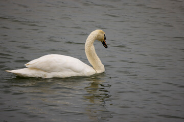 Swans on a lake on a cloudy day with spring rain.