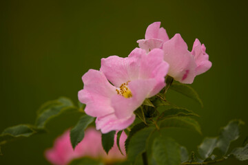 Close up of beautiful pink rosehip flowers