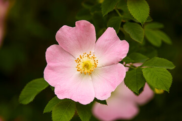 Obraz premium Close up of beautiful pink rosehip flowers