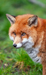 Beautiful adult red fox Vulpes vulpes in the spring forest, natural habitat environment, Wild Ireland