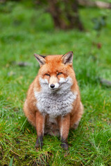 Beautiful adult red fox Vulpes vulpes in the spring forest, natural habitat environment, Wild Ireland