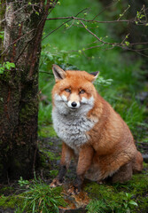 Beautiful adult red fox Vulpes vulpes in the spring forest, natural habitat environment, Wild Ireland