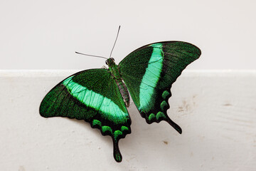 colorful butterflies in the butterfly house