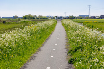 Typical Dutch polder land in spring, Small path with green grass field, Golden yellow Rapeseed...