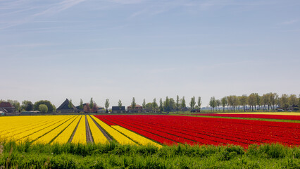 Rows or lines of yellow and red tulips flowers on the polder fields, Tulips are plants of the genus...