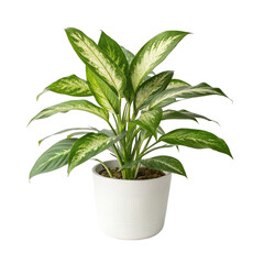Lush Dieffenbachia Plant in Elegant White Pot isolated PNG or Transparency Background