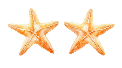 watercolor starfish isolated on white background