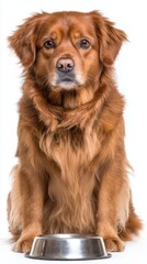 Obraz premium Golden Retriever Dog Sitting Patiently Waiting for Food in Front of Empty Bowl Studio Shot Eye Level on White Background