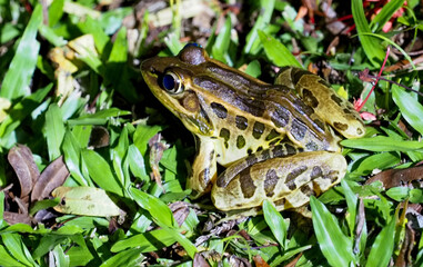 Lowland Leopard Frog (Lithobates berlandieri) resting in grassy lowland habitat at night, Costa Rica