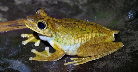 Tree Frog resting beside wet surface at night in rainforest, Costa Rica