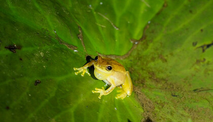 Small yellow frog calling from large leaf surface at night, Costa Rica