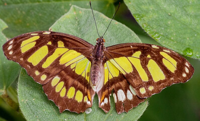 Malachite Butterfly (Siproeta stelenes) resting with open wings on green leaf surface, Costa Rica